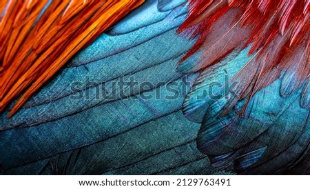 Rooster feathers. Indian rooster bright color feathers. Royalty-Free Stock Photo #2129763491