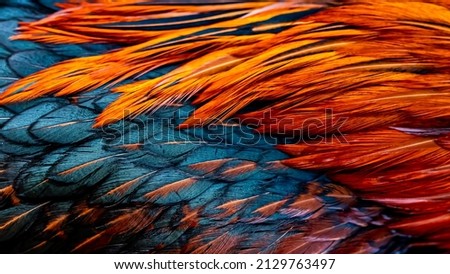Rooster feathers. Indian rooster bright color feathers. Royalty-Free Stock Photo #2129763497