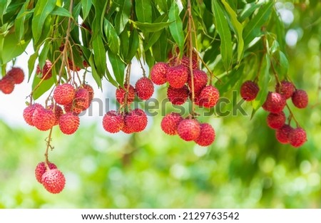 Lychees on the tree,Close up of lychee fruit,Fresh Lychee Fruits Royalty-Free Stock Photo #2129763542