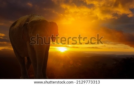 elephant in nature on sunset background