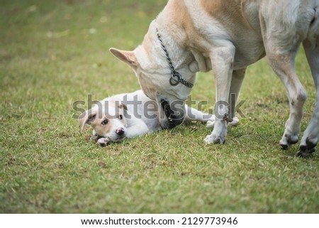 Creamy mother dog take care of its cute puppy at grass field. Pet family together at home.