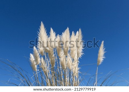 The view of pampas grass with blue sky on background.