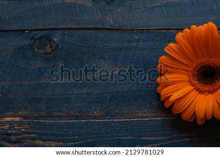 Gerbera flower on Wooden Background. Banner for Happy International Women's Day,  mother day, 8 March and spring background. Copy Space