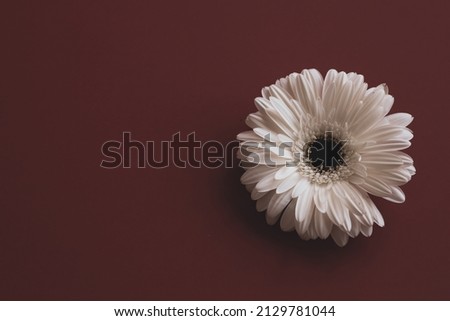 Gerbera flower on Wooden Background. Banner for Happy International Women's Day,  mother day, 8 March and spring background. Copy Space