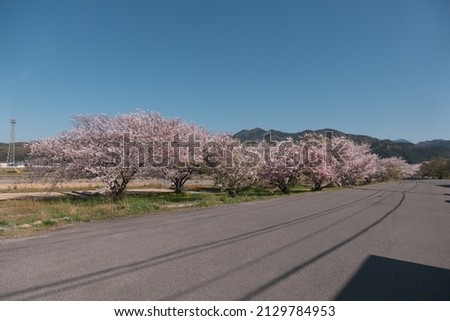 Cherry blossoms blooming along the road in the countryside