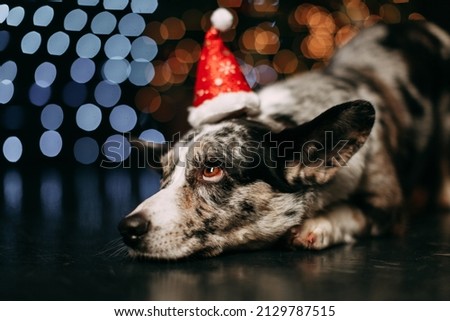 Pembroke Welsh Corgi. A delightful Christmas portrait of a Corgi dog on a background of blue and yellow lights. Popular pet. Puppy for the New Year. Copy space.