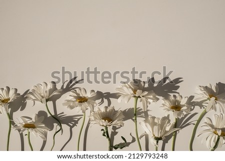 Elegant aesthetic chamomile daisy flowers pattern with sunlight shadows on neutral beige background with copy space
