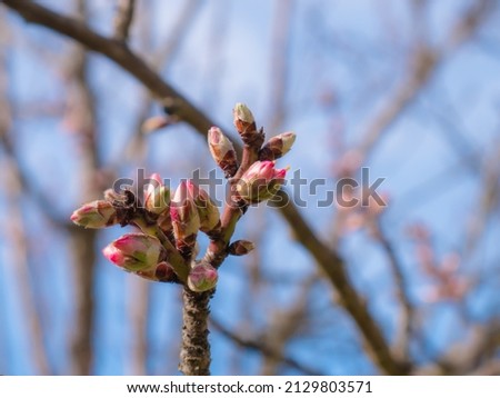 The first buds of an almond tree (Prunus dulcis) begin to open on the branches in early spring to create their characteristic beautiful flowers and branches and blue sky in the background Royalty-Free Stock Photo #2129803571