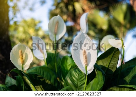 Decorative houseplant Spathiphyllum wallisii. Commonly known as peace lily.Very bright flower.auspicious wood. Royalty-Free Stock Photo #2129823527