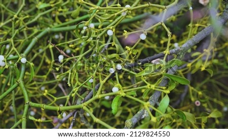 Green Mistletoe Twig Sprig with White Berries Seed Balls Hanging on Tree Branch Closeup