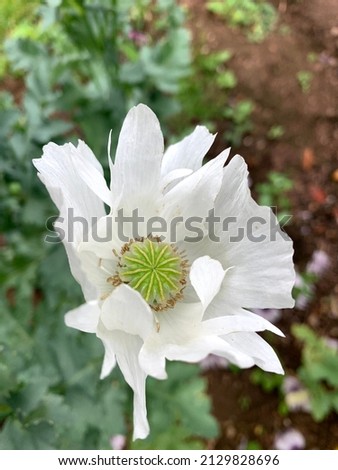 White poppy flower garden summer