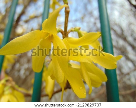 macro photo with a decorative floral background of bright yellow flowers on the branches of a shrub blooming in spring for garden landscape design as a source for prints, posters, decor, interiors