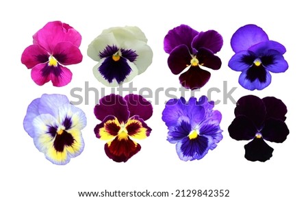 Beautiful pansy flowers set isolated on white background. Natural floral background. Floral design element