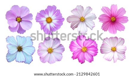 Beautiful cosmos, cosmea flowers set isolated on white background. Natural floral background. Floral design element Royalty-Free Stock Photo #2129842601