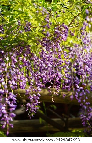 Purple wisteria flowers on the wisteria shelf