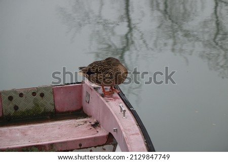 Wild mallard duck on the river