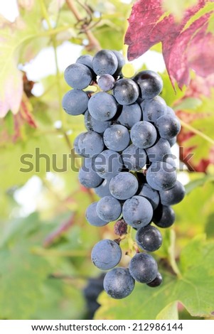 black grapes in the vineyard