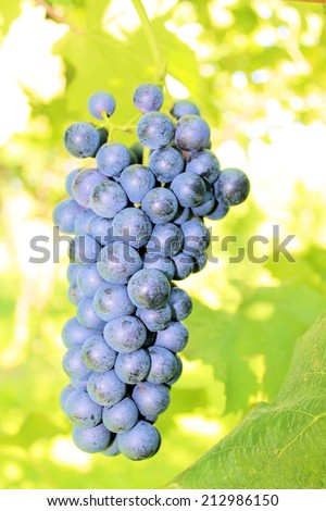 black grapes in the vineyard