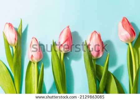 Fresh flower composition, a bouquet of pink tulips, isolated on a blue background. Greeting concept, international Women's, Valentines, or Mother's Day, Wedding
