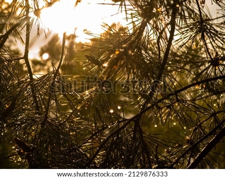 the sun shines through the coniferous branches in the forest