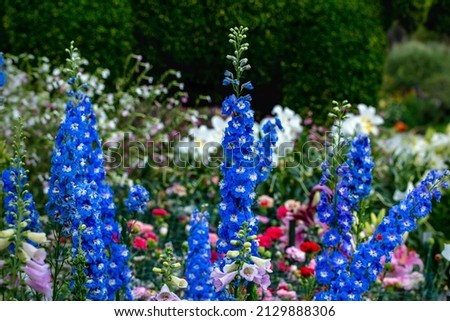 Flowers of consolida ajacis, also called rocket larkspur Royalty-Free Stock Photo #2129888306