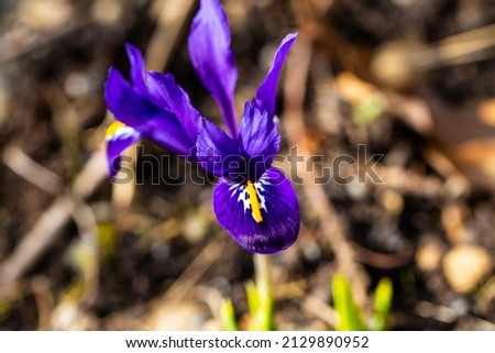 Iris reticulata in spring, March, garden, spring gardening, blue iris, wild Royalty-Free Stock Photo #2129890952