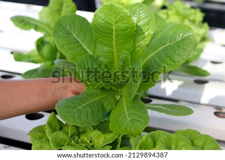 Hand holding Green Cos Lettuce Vegetable salad from a hydroponic farm. Concept of growing organic vegetables garden and healthy food.
