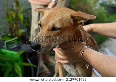 Dog taking a shower by owner in the sunny summer garden.