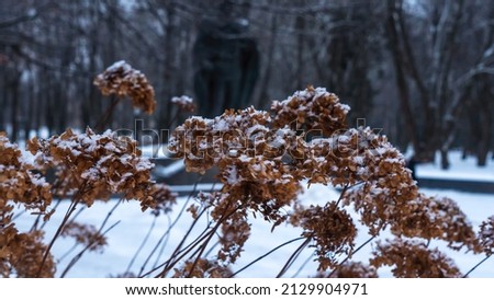 Close-up view of dry plants in the park are covered with hoar frost. Selective focus. Cold snowy weather. Snow and rime ice on the branches of bushes. Frozen dew on grass. Space for text.