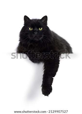 Impressive senior solid black Siberian cat, laying down facing front on edge. Looking towards camere with wise greenish yellow eyes. Isolated on a white background.