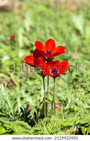 Red anemone flowers closeup in spring. Desert of the Negev. Israel