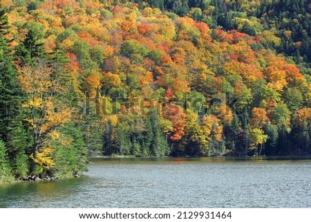 Fall scene with leaves of various colors on mountain flank