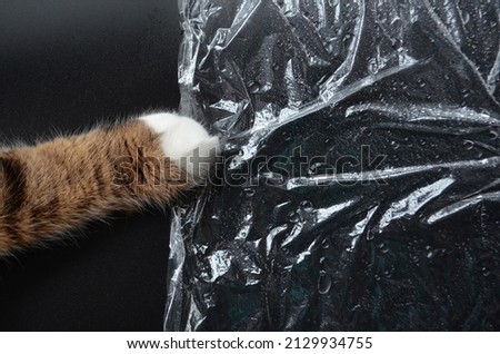 The cat's paw grabbed a transparent plastic film on a black matte background, a crumpled polyethylene film, the cat is playing with the film 