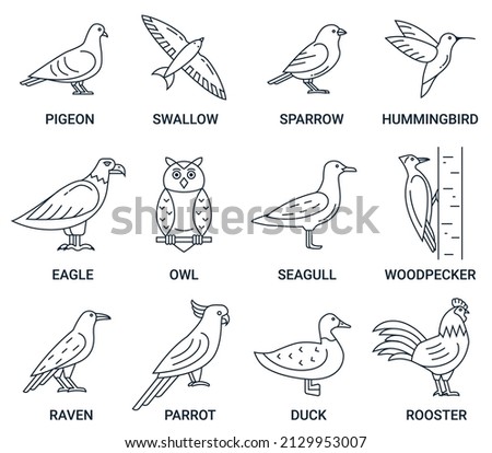 Birds icons set. Vector pictures with the names of birds. Editable linear icons.