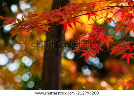 Japanese maple leaf 