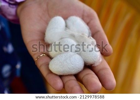 hands holding silkworm cocoon ball. Royalty-Free Stock Photo #2129978588