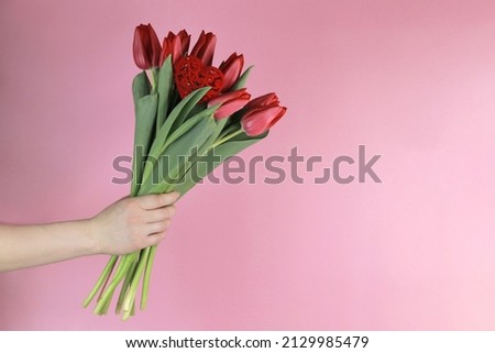 Bouquet of red tulips in a woman's hand on a pink background, gift in color, space for text