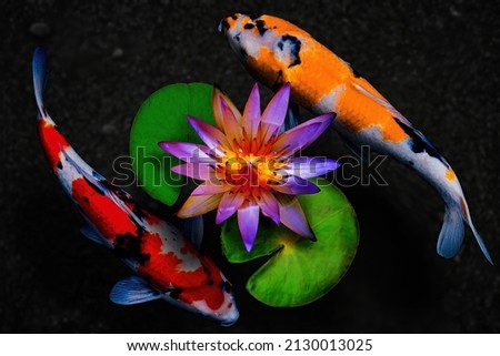 A pink lotus flower and two koi fishes in a black sand pond