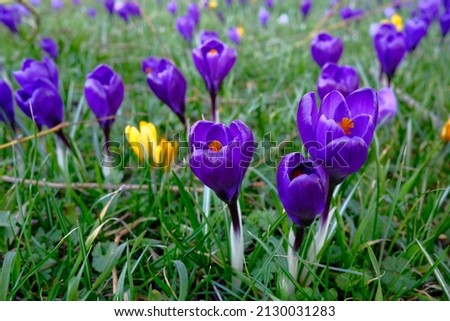 Purple crocus, green grass background, spring time