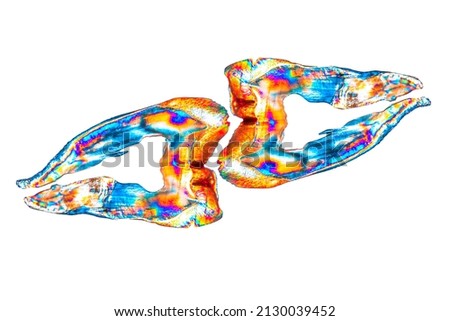 dental art picture cross polorised tooth slice