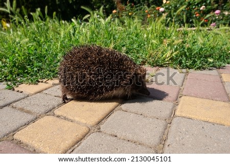 a cute hedgehog walks along the path in the park among the flower beds. Fearless hedgehog walks during the day in the city rest park