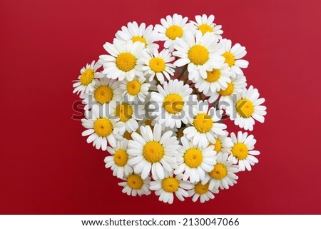 Beautiful bouquet of ox-eye daisies, red background