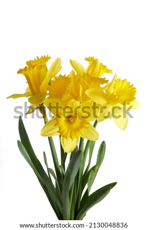Spring yellow daffodil flowers isolated on white background.
