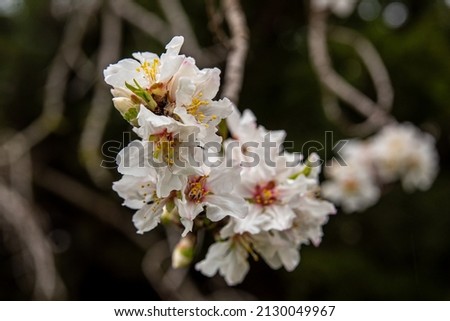 Beautiful, delicate early Spring almond blossoms in Kiryat Tivon Israel
