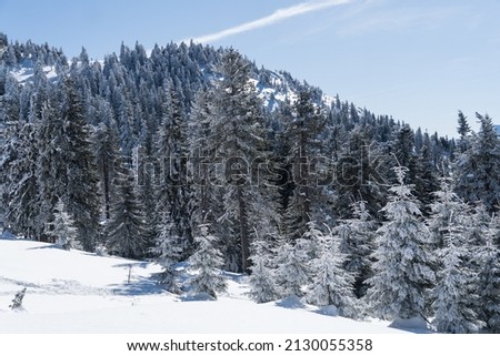 Frozen forest in the Postavaru Mountains, Romania
