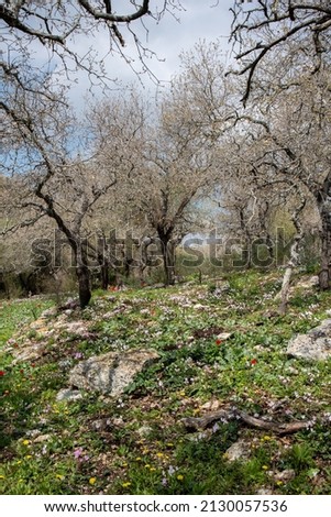 Woodland slope with lots of wildflowers including cyclamens, anemones and asphodels in northern Israel near Kiryat Tivon.
