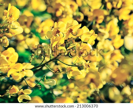 closeup of  yellow  flowers  on tree (Senna siamea Lam)  with vintage filter ; blur foreground and background
