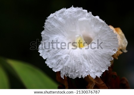 Close up image of crepe ginger flower and green leaves with dark background