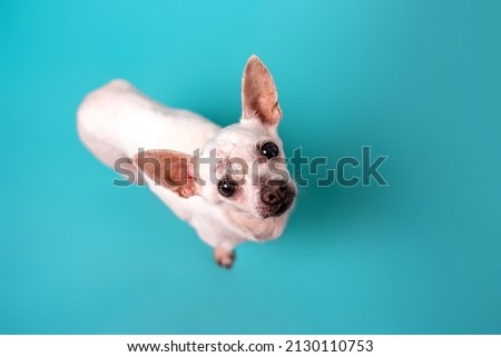Senior Chihuahua dog on colorful baby blue background. senior dog.