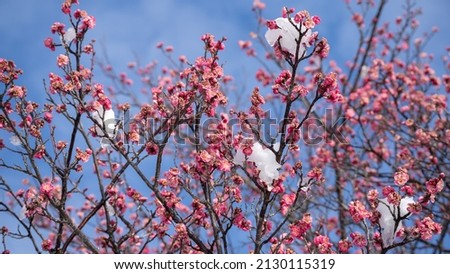 Snow and plum blossoms. Japanese landscape in winter. Royalty-Free Stock Photo #2130115319